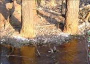 Salt accumulation on the banks of a river polluted with AMD